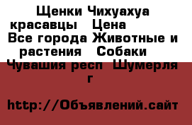 Щенки Чихуахуа красавцы › Цена ­ 9 000 - Все города Животные и растения » Собаки   . Чувашия респ.,Шумерля г.